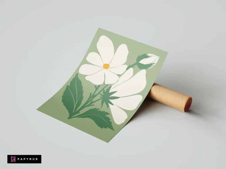 Bohemian minimalist white cosmos flowers illustration on a sage green background.