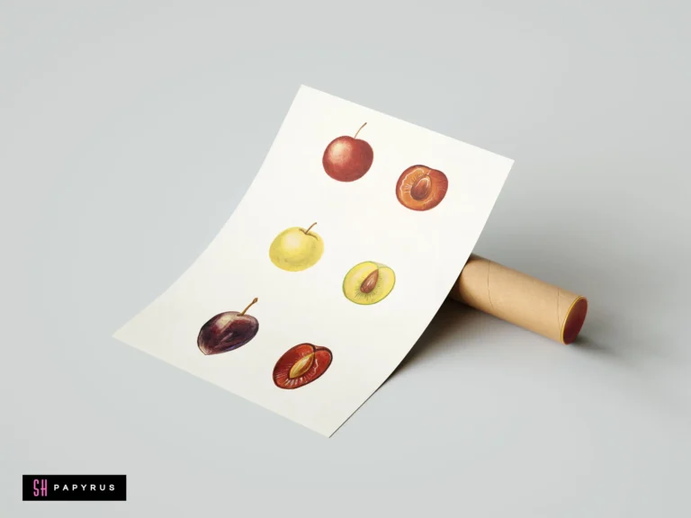 Vintage botanical illustration of red, yellow, and purple stone fruits, whole and sliced with pits.