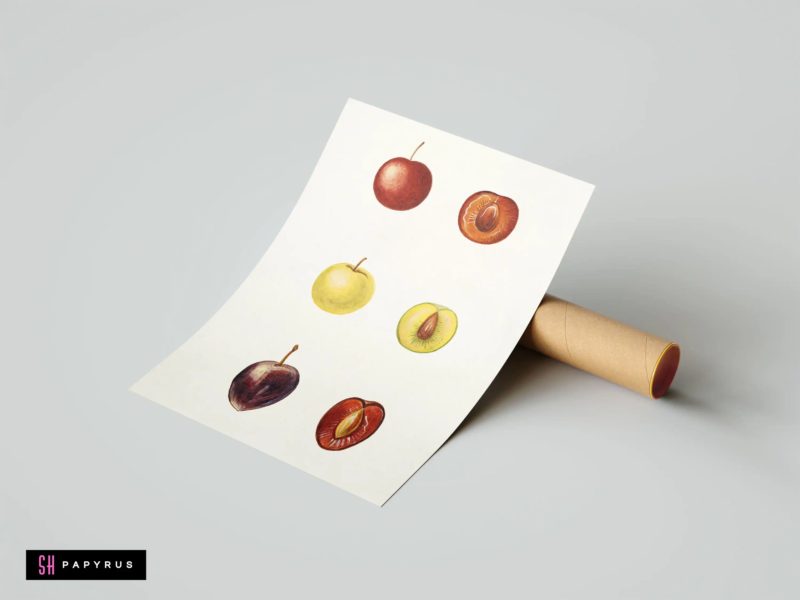 Vintage botanical illustration of red, yellow, and purple stone fruits, whole and sliced with pits.