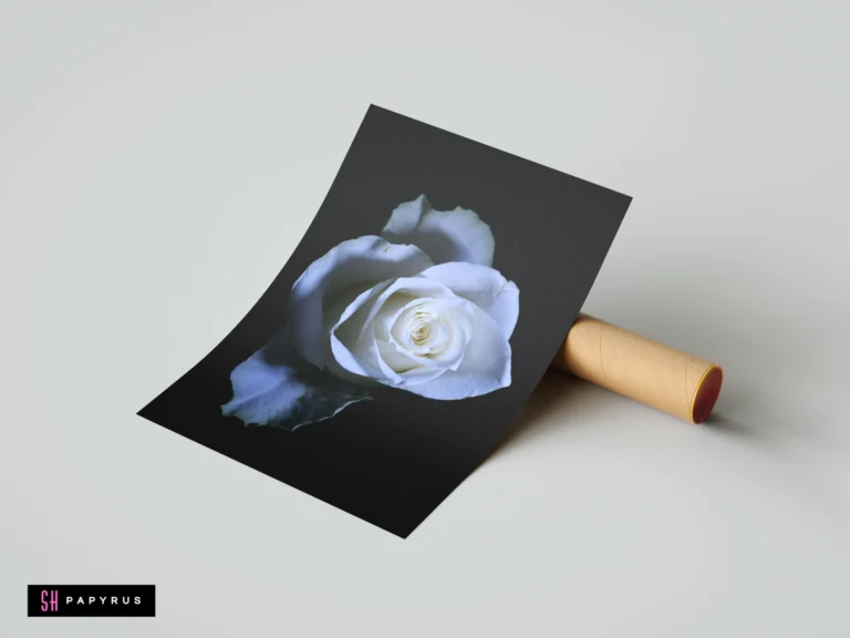 Elegant white rose wall art print featuring macro photography against a dark black background.