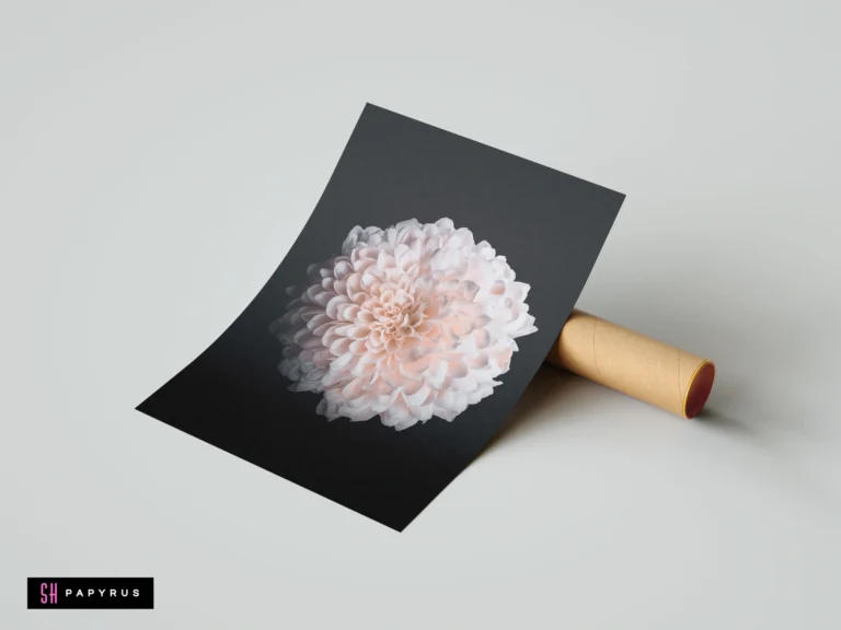 Elegant pink dahlia bloom macro photography wall art print featuring a striking black background.